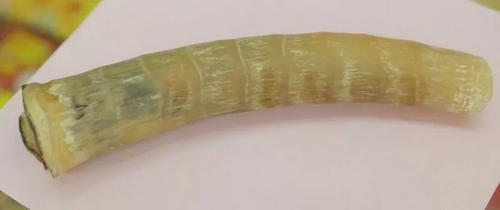 中國僑網(wǎng)羚羊在大馬是完全受保護(hù)的野生動物,因此羚羊角也是禁止售賣。(馬來西亞《星洲日報(bào)》)