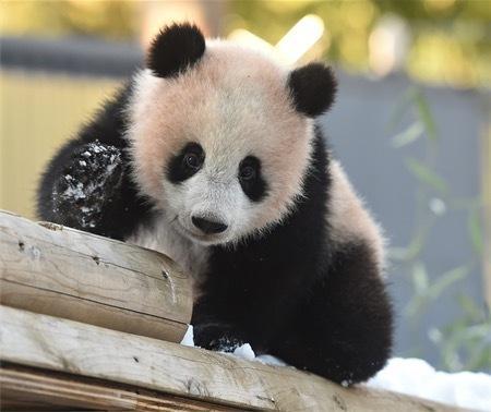 中國僑網(wǎng)來源:東京動物園協(xié)會