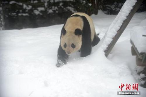 中國僑網(wǎng)資料圖:大熊貓?jiān)谘┑乩镄凶摺?孟德龍 攝