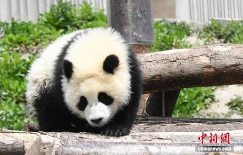 中國(guó)僑網(wǎng)資料圖:賣(mài)萌的熊貓寶寶。安源 攝