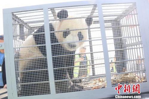 中國(guó)僑網(wǎng)圖為落戶內(nèi)蒙古的大熊貓 供圖